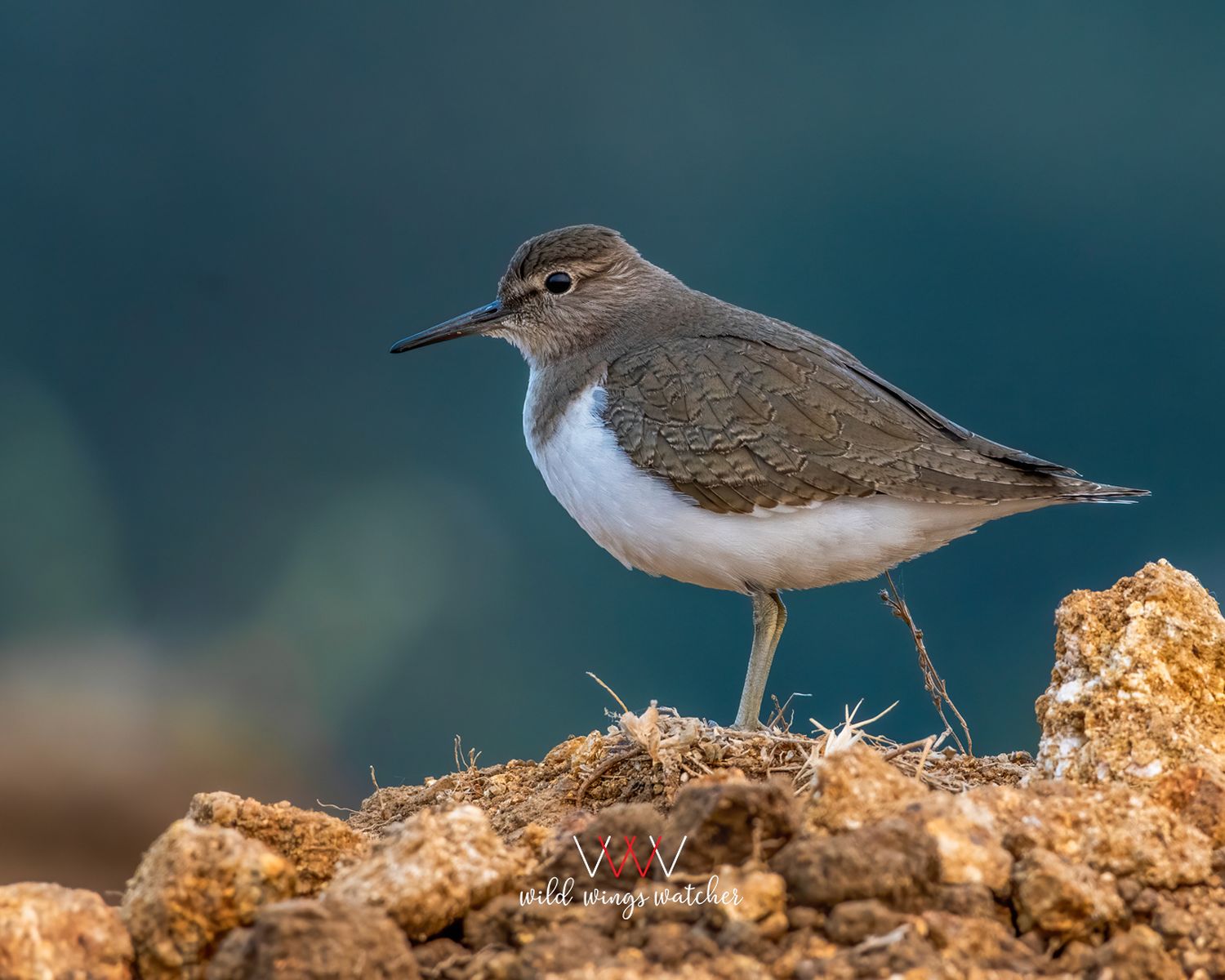 common sandpiper walk 001